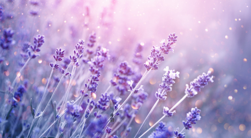 A lavender field